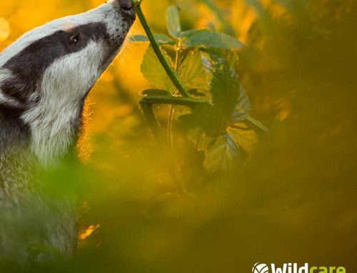 Wildcare Brand Development